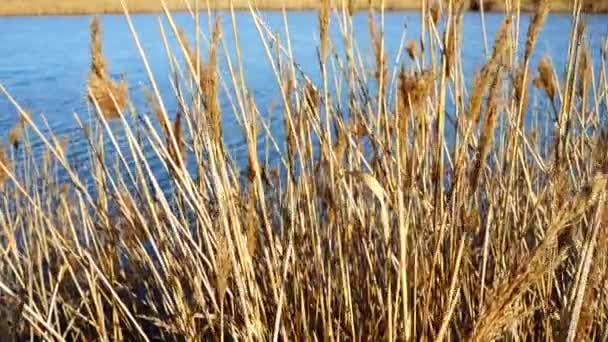 Rieten Tegen Achtergrond Van Het Meer — Stockvideo