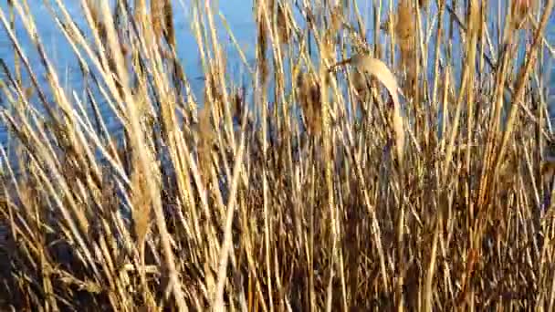 Bastones Contra Fondo Del Lago — Vídeos de Stock