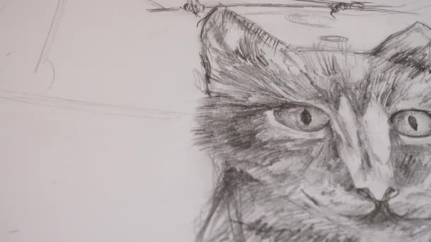 Tekening Van Een Kat — Stockvideo