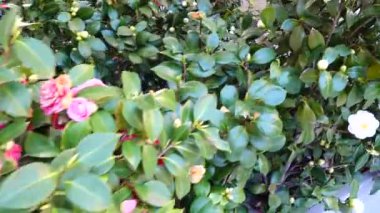 Güllü Bush. İspanya 'da çekim.