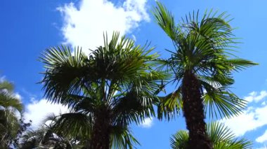 Gökyüzünün arka planında palmiye ağaçları. İspanya 'da çekim.