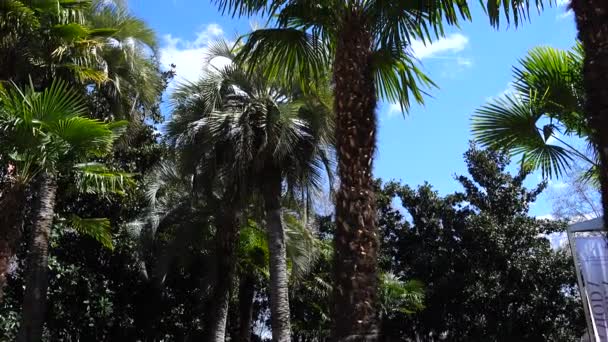 Palm Trees Background Sky Shooting Spain — Stock Video