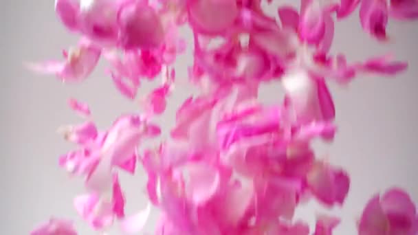 Falling Petals Tea Rose Slow Motion Tea Rose — Stock Video