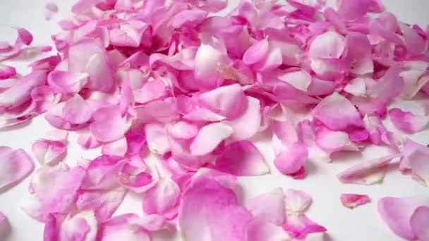 Caída Los Pétalos Rosa Cámara Lenta Rosa — Vídeos de Stock