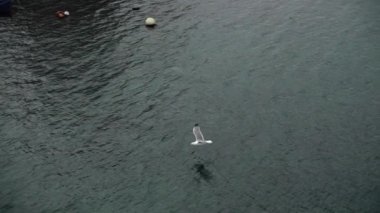 Bir martının okyanus üzerinde uçuşu. Ağır çekim. Atlantik Okyanusu.