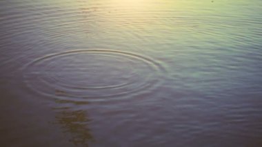 Martılar denizin üzerinde uçar. Yavaş çekim.