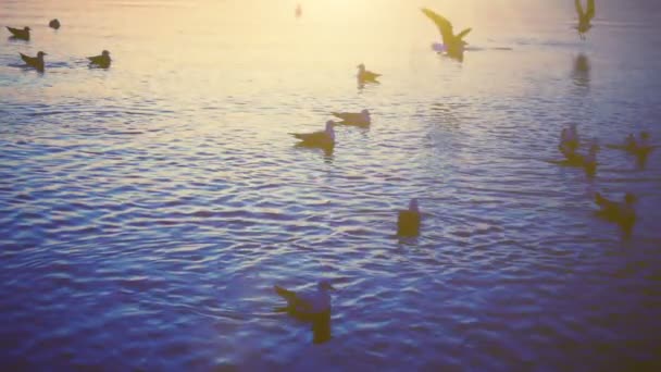 Чайки Летают Над Морем Медленное Движение — стоковое видео