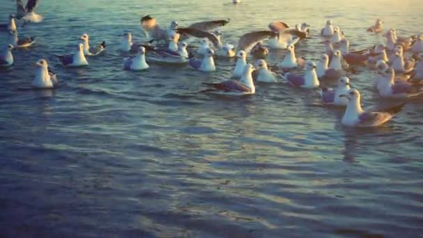 Seagulls Fly Sea Slow Motion — Stock Video