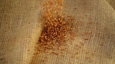 Çuval bezine karabuğday dökülür. Yavaş çekim.