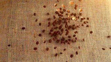 Kahve çekirdekleri çuvala düşer. Yavaş çekim.