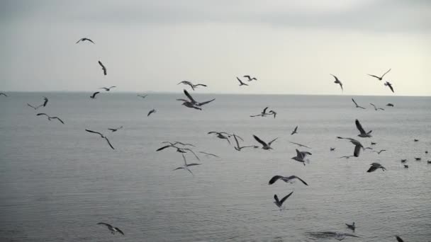 Gaivotas Sobre Mar Movimento Lento — Vídeo de Stock