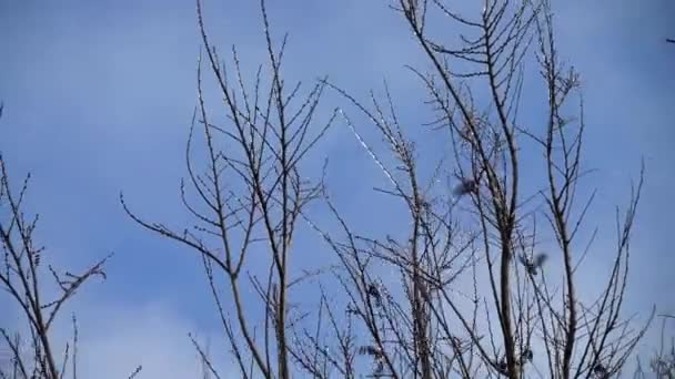 枝に雀 スローモーション — ストック動画