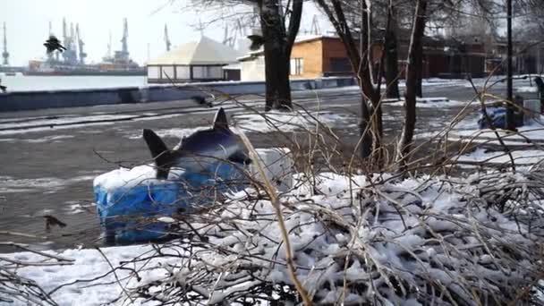 Sparvar Grenar Långsamma Rörelser — Stockvideo