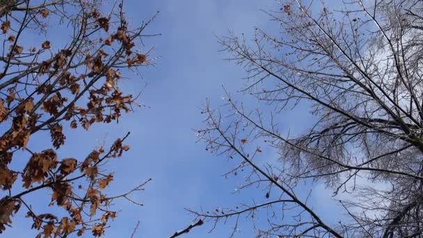 Takken Van Bomen Tegen Achtergrond Van Lucht Schieten Winter — Stockvideo