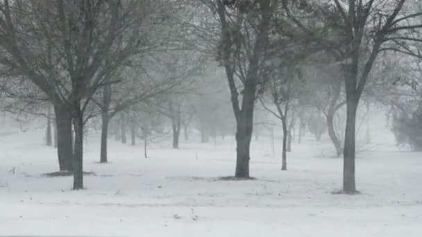 城市里的暴雪冬季枪击案 — 图库视频影像