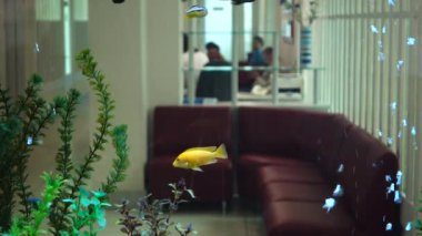 Diş kliniğindeki güzel akvaryum. Duvar ve arkaplan yerine akvaryum..
