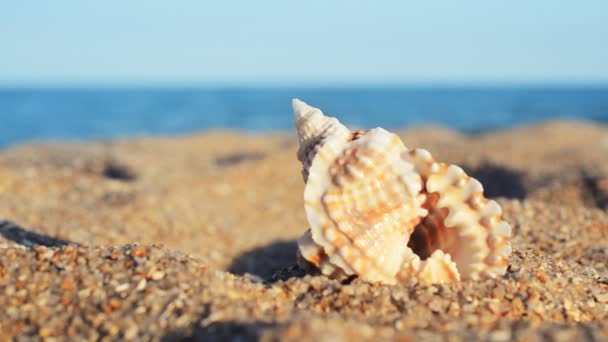 Conchas Playa Disparos Playa — Vídeos de Stock