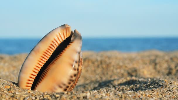 Muscheln Strand Schießen Strand — Stockvideo