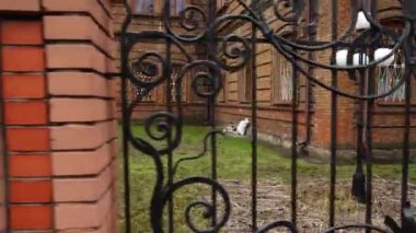 Üniversitede çekim. İlkbaharda çekim.