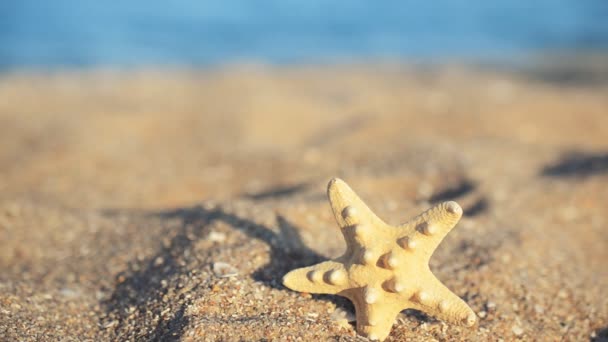 Muscheln Strand Schießen Strand — Stockvideo