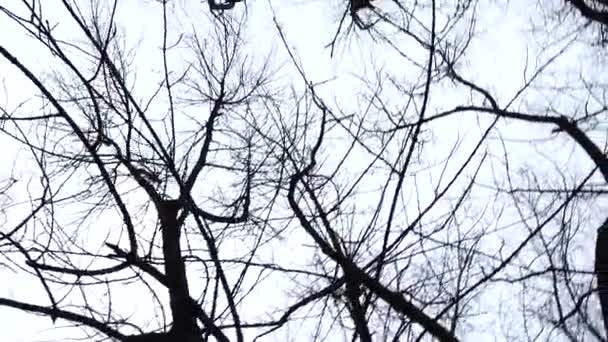 Branches d'arbres sur le fond du ciel. Tournage au printemps .