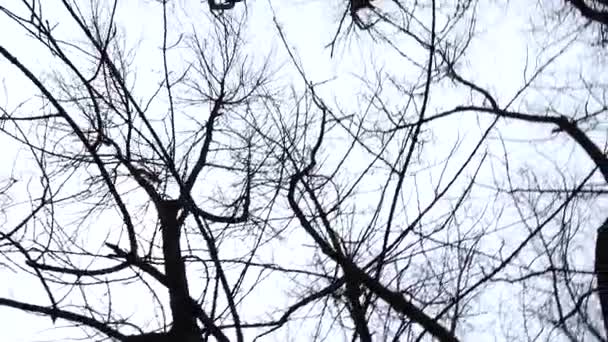 Ramas Árboles Sobre Fondo Del Cielo Disparos Primavera — Vídeo de stock