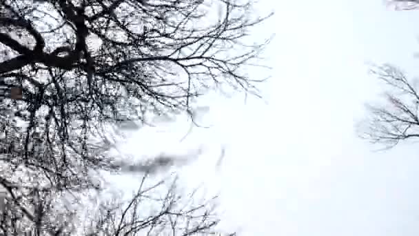 Baumzweige Vor Dem Hintergrund Des Himmels Dreharbeiten Frühjahr — Stockvideo