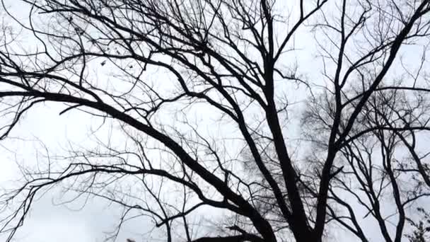 Gałęzie Drzew Tle Nieba Strzelanie Wiosną — Wideo stockowe