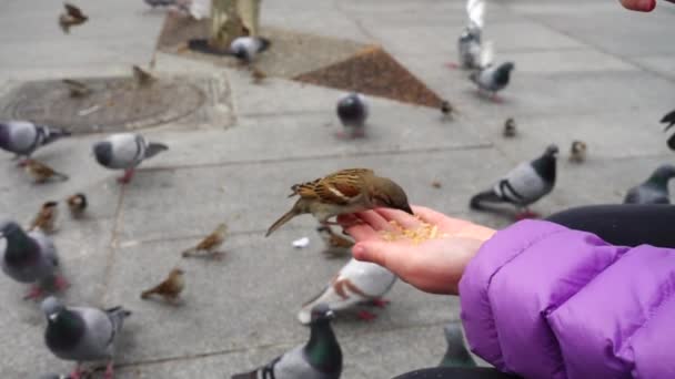 스페인 마드리드 거리의 비둘기 마드리드 사람들은 손으로 살린다 — 비디오