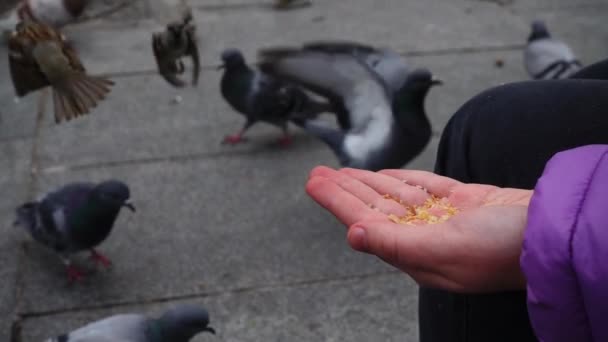 España Aves Las Calles Madrid Palomas Gorriones Cámara Lenta Disparos — Vídeos de Stock