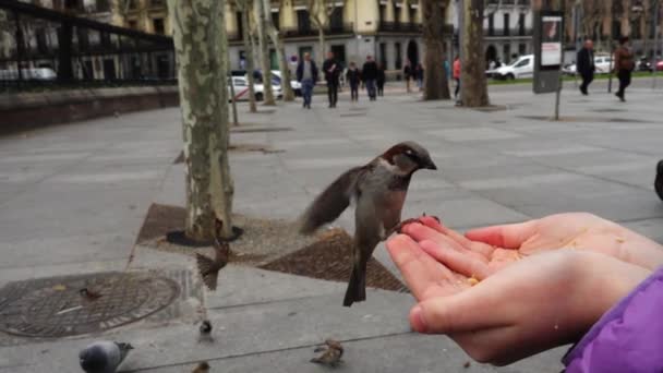 Spanien Vögel Auf Madrids Straßen Tauben Und Spatzen Zeitlupe Dreharbeiten — Stockvideo