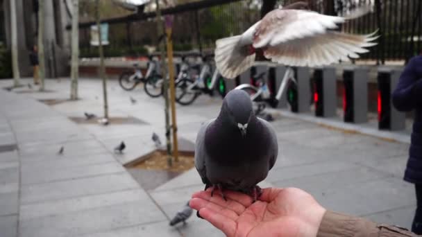 Spanien Vögel Auf Madrids Straßen Tauben Und Spatzen Zeitlupe Dreharbeiten — Stockvideo