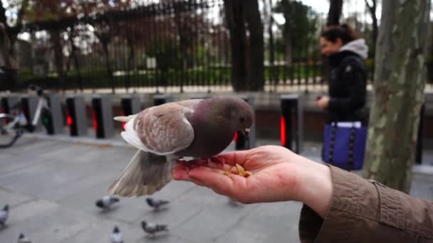 西班牙 马德里街上的小鸟 鸽子和麻雀 慢动作马德里的枪击案人们靠人工喂鸟 — 图库视频影像