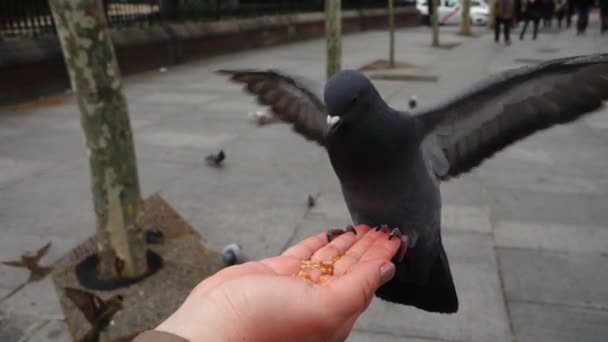 Spanien Vögel Auf Madrids Straßen Tauben Und Spatzen Zeitlupe Dreharbeiten — Stockvideo