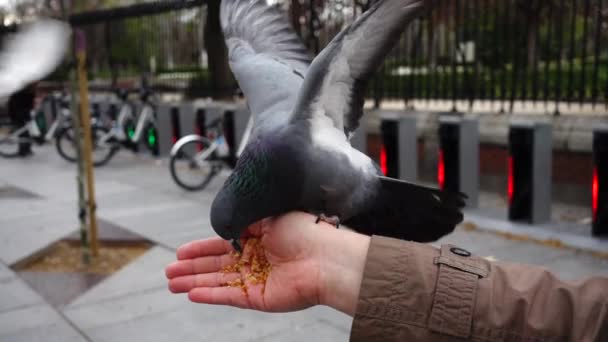 Spanien Vögel Auf Madrids Straßen Tauben Und Spatzen Zeitlupe Dreharbeiten — Stockvideo