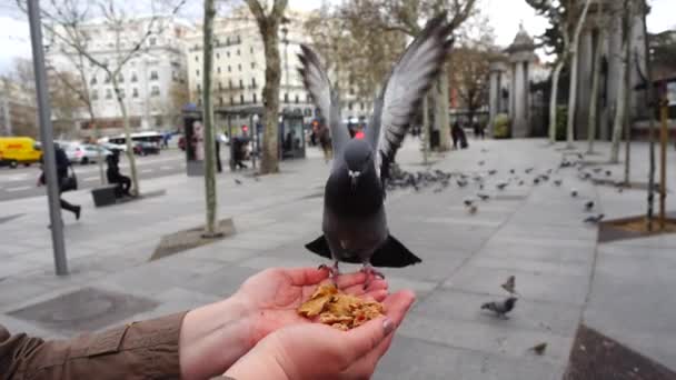Spain Birds Streets Madrid Pigeons Sparrows Slow Motion Shooting Madrid — Stock Video