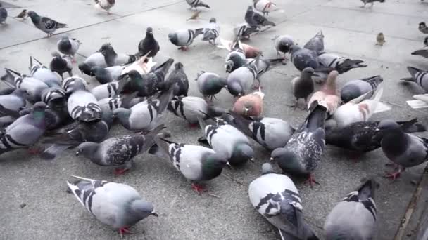 Espagne Oiseaux Dans Les Rues Madrid Pigeons Moineaux Ralenti Tournage — Video