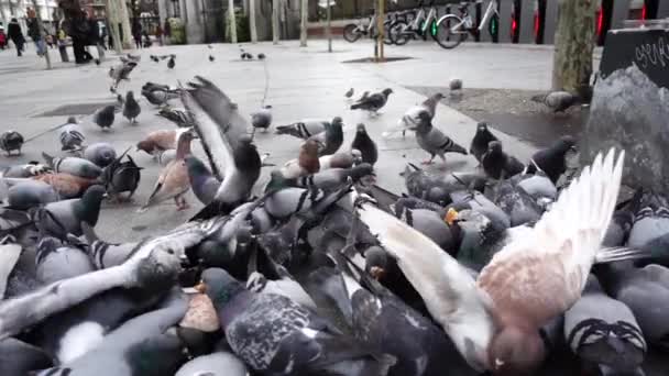 Espagne Oiseaux Dans Les Rues Madrid Pigeons Moineaux Ralenti Tournage — Video