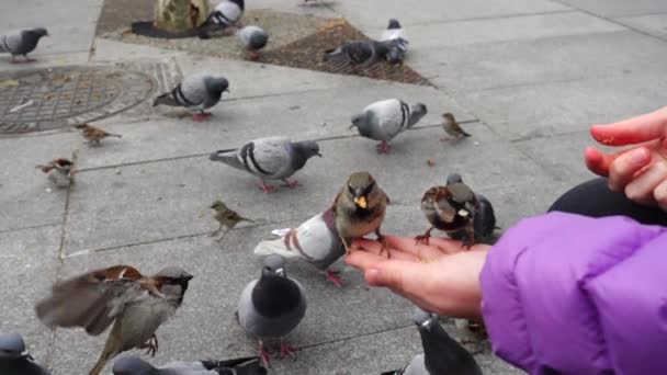 España Aves Las Calles Madrid Palomas Gorriones Cámara Lenta Disparos — Vídeos de Stock