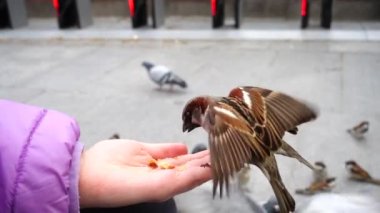 İspanya. Madrid sokaklarında kuşlar, güvercinler ve serçeler. Ağır çekim. Madrid 'de çekim. İnsanlar kuşları ellerinden besliyor..