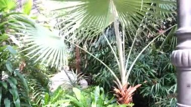 İstasyondaki tropik bahçe Atocha. Madrid, İspanya. İstasyonda ateş ediyorlar, Atocha. Madrid, İspanya.