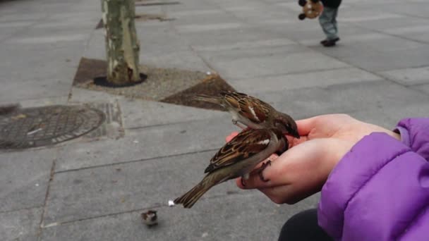 Espanha Pássaros Nas Ruas Madrid Pombos Pardais Movimento Lento Tiroteio — Vídeo de Stock