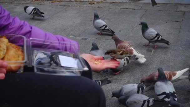 Spagna Uccelli Strade Madrid Piccioni Passeri Rallentatore Girare Madrid Persone — Video Stock