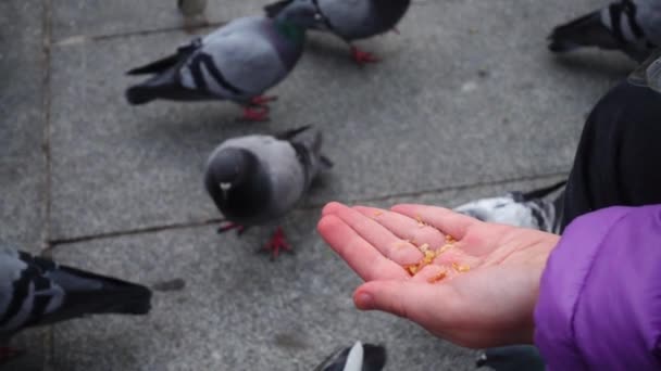 Spanien Vögel Auf Madrids Straßen Tauben Und Spatzen Zeitlupe Dreharbeiten — Stockvideo