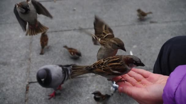 スペインだ マドリード ハトや雀の通りに鳥 スローモーション マドリードで撮影 手から鳥に餌をやる — ストック動画