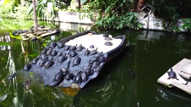 Madrid Spanien Schildkröten Der Station Atocha Dreharbeiten Auf Der Station — Stockvideo