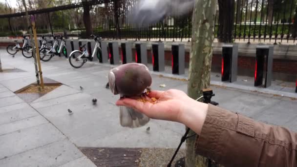 Birds Streets Madrid Pigeons Sparrows People Feed Birds Hands Madrid — Stock Video