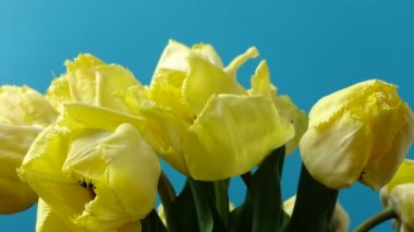 Lale vurmak, tomurcuk açmak. Zaman ayarlı. Ateş eden laleler.