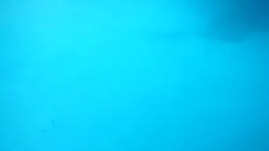 Düşen lalelerin yaprakları. Ağır çekim. Çiçek atıyoruz..