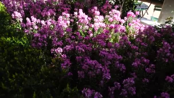 庭の春の花 スペインのマドリードで春に撮影 — ストック動画
